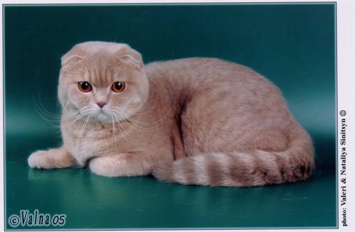 Лиловый Окрас Шотландских Кошек